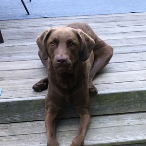 Meet your Posher, David